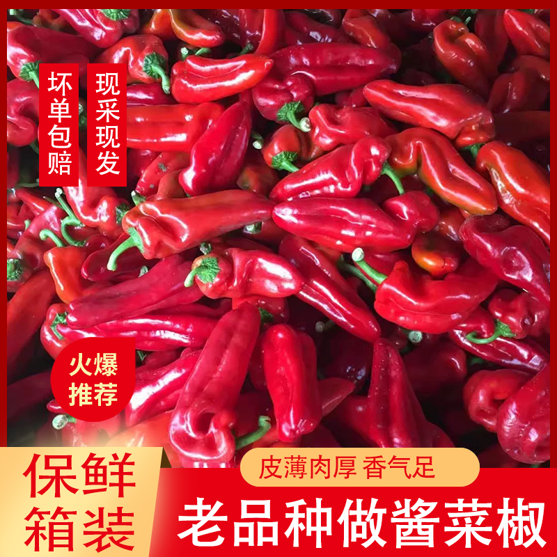 【做酱红泡椒】蔬菜现摘新鲜大红椒红泡椒辣椒皮薄肉厚现摘现发