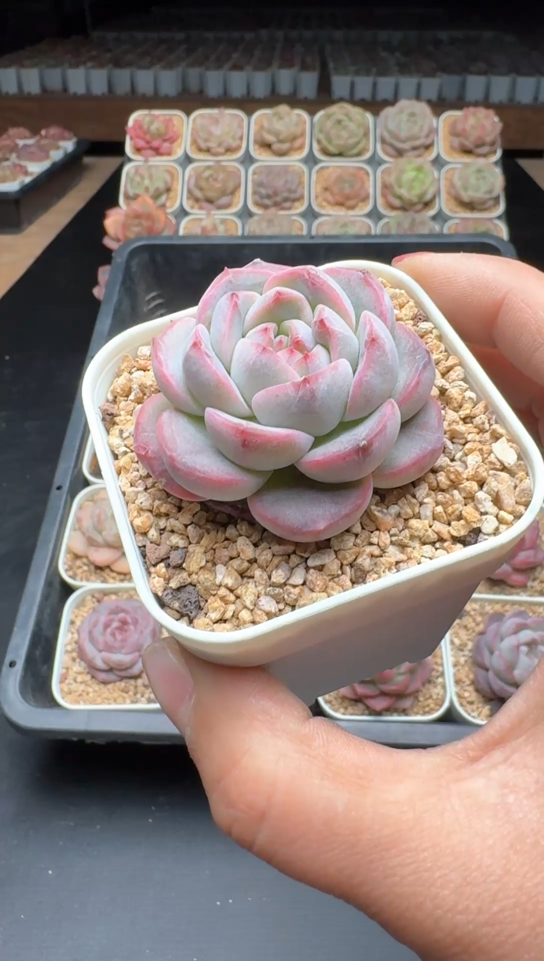 【闪购商品】008号一物一拍珍妮多肉花卉植物3颗起发