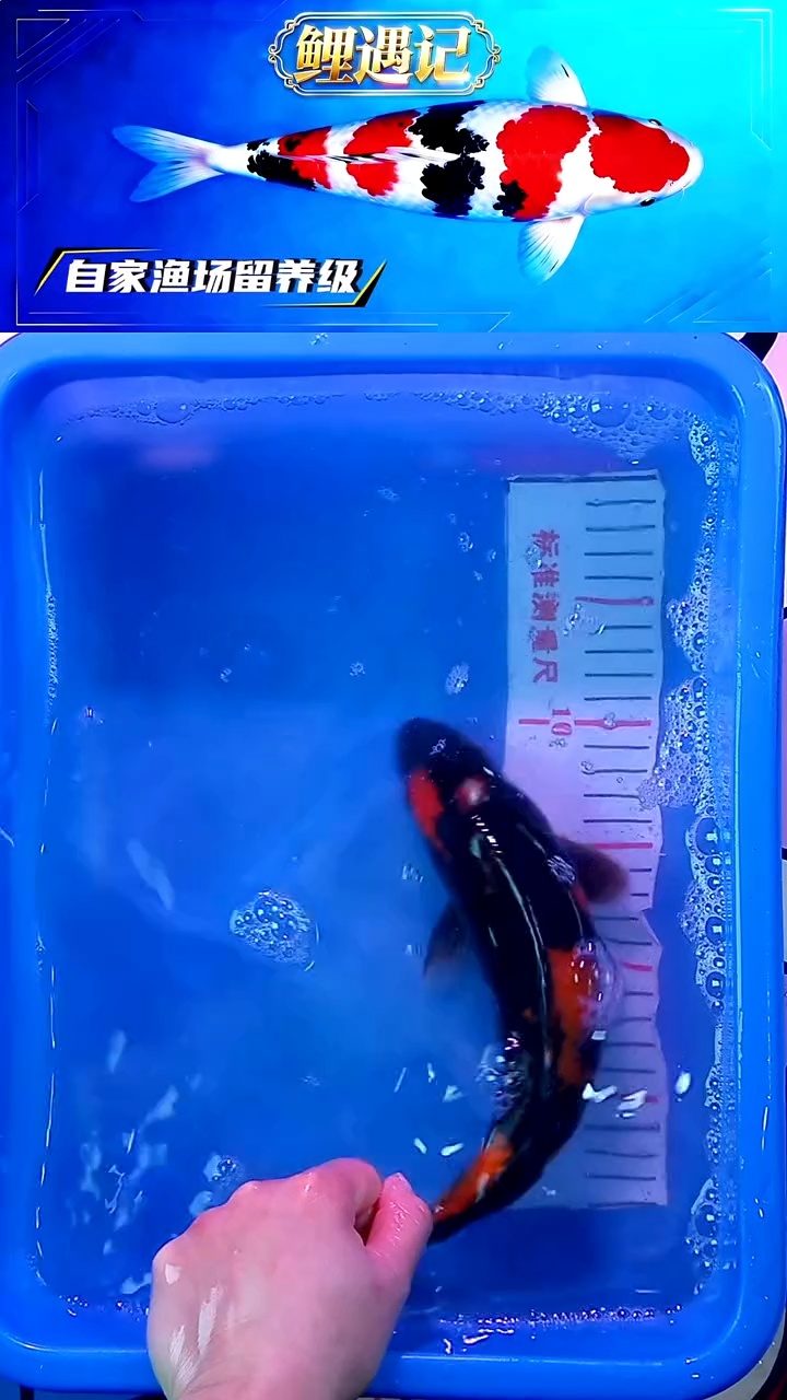 锦鲤12月23日锦鲤81