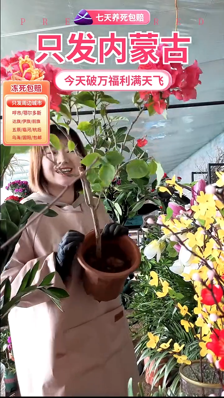 完全开放不甜西瓜盆栽