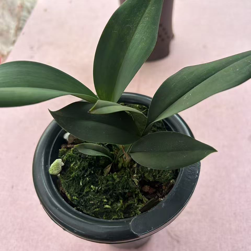 兰花太岁精选兔耳兰