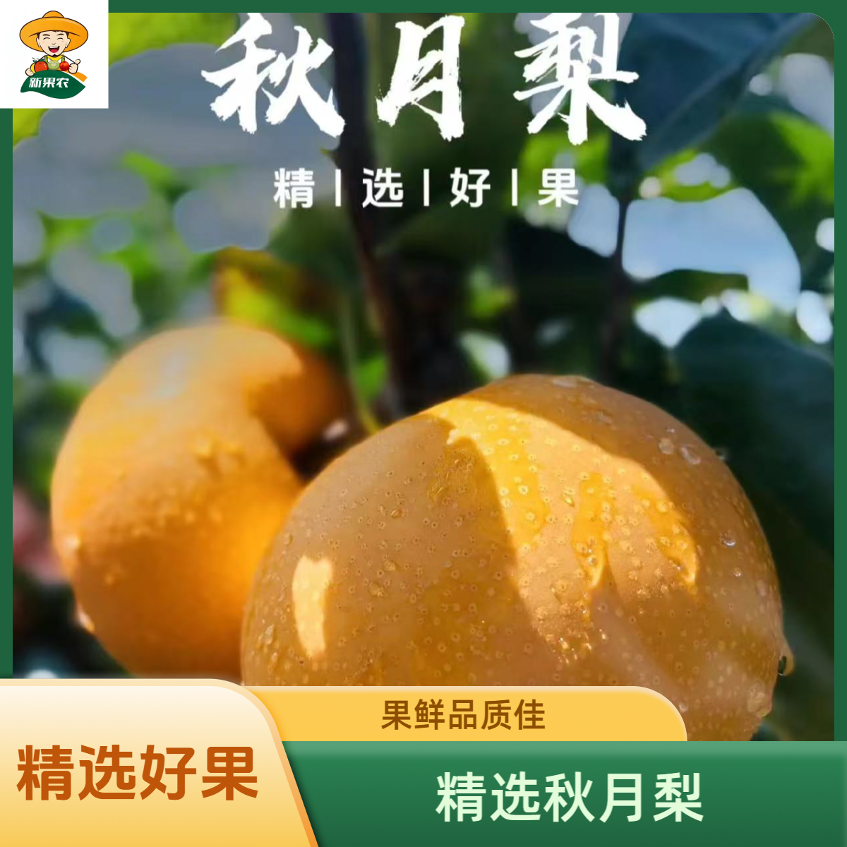 正宗山东莱阳秋月梨新鲜香甜多汁冰糖水果礼盒装