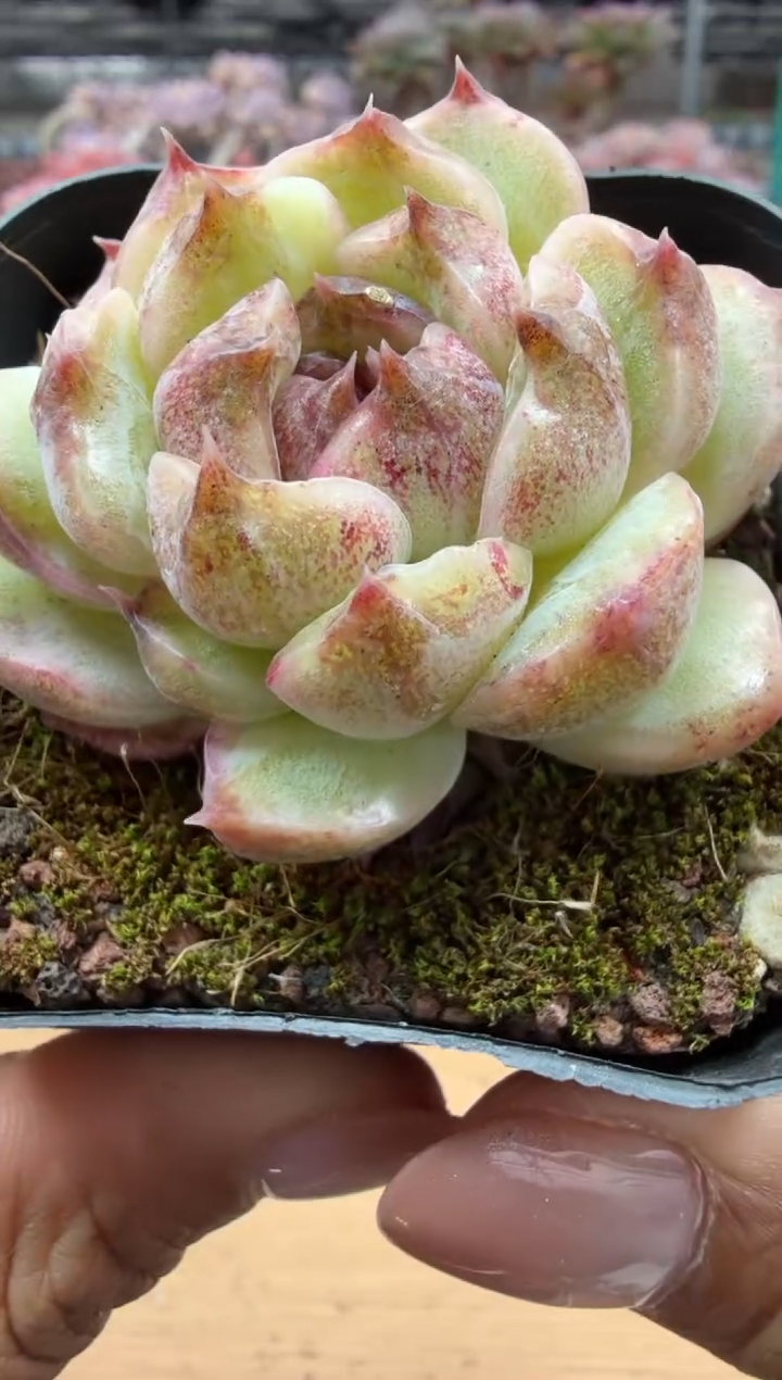 东云多肉园二店-108