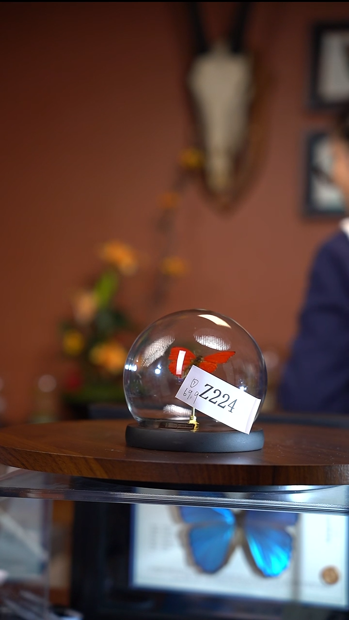 池*Z224血漪蛱蝶玻璃罩