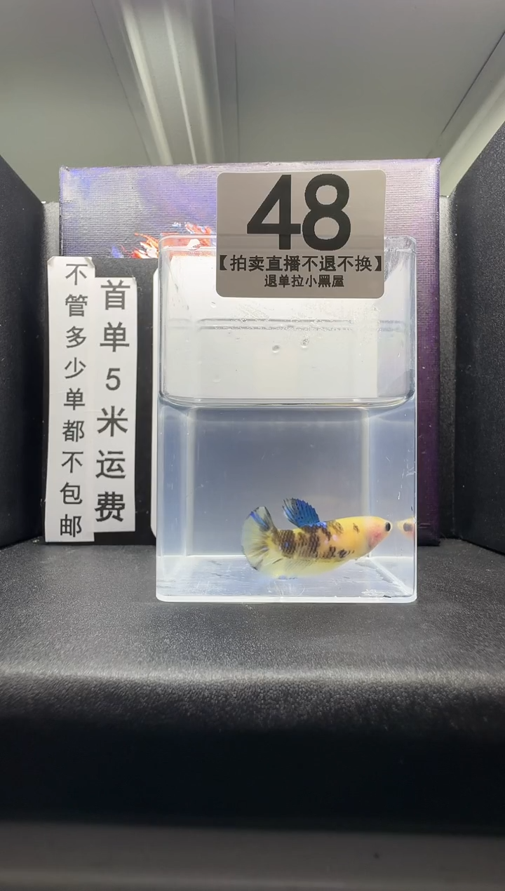 斗鱼母鱼编号：48