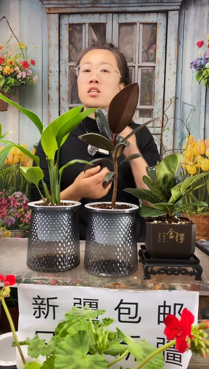 【闪购商品】红陶桌面绿植天堂鸟+橡皮树+琴叶榕(带盆)