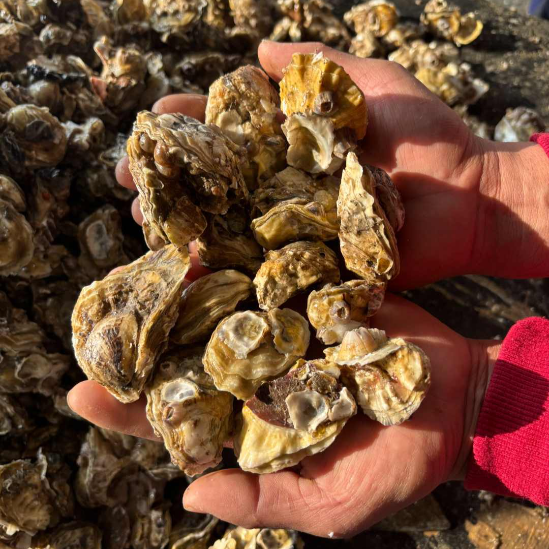 【小号】田横本地薄皮海蛎子生蚝 鲜活新鲜10斤 原产地包邮