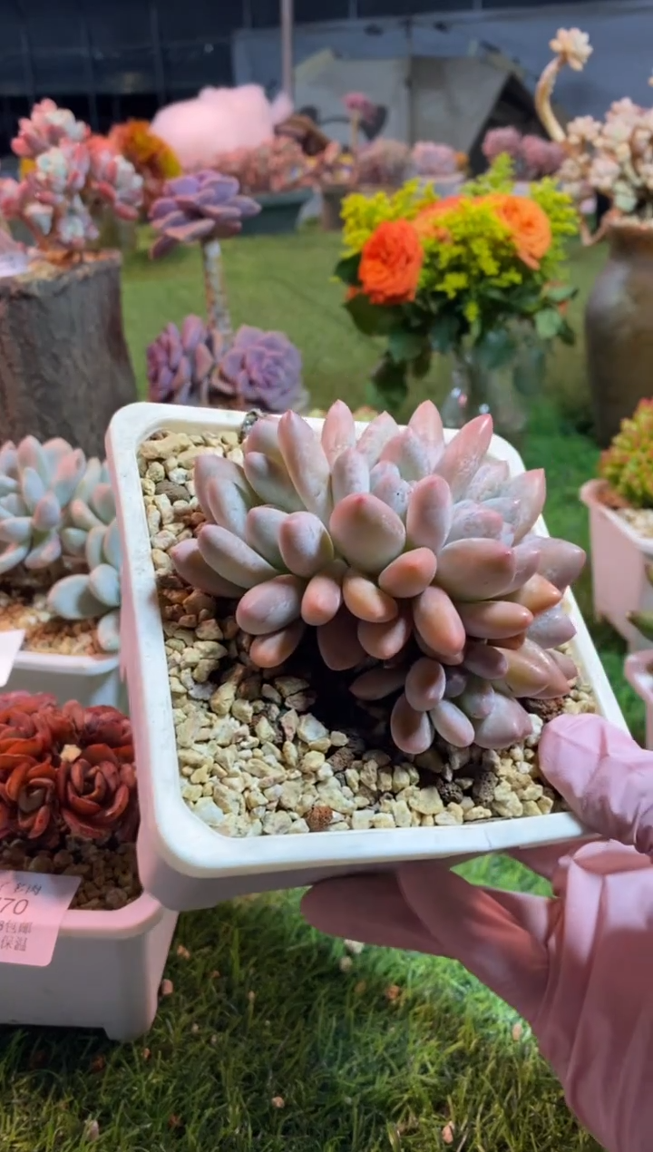 【闪购商品】0771a