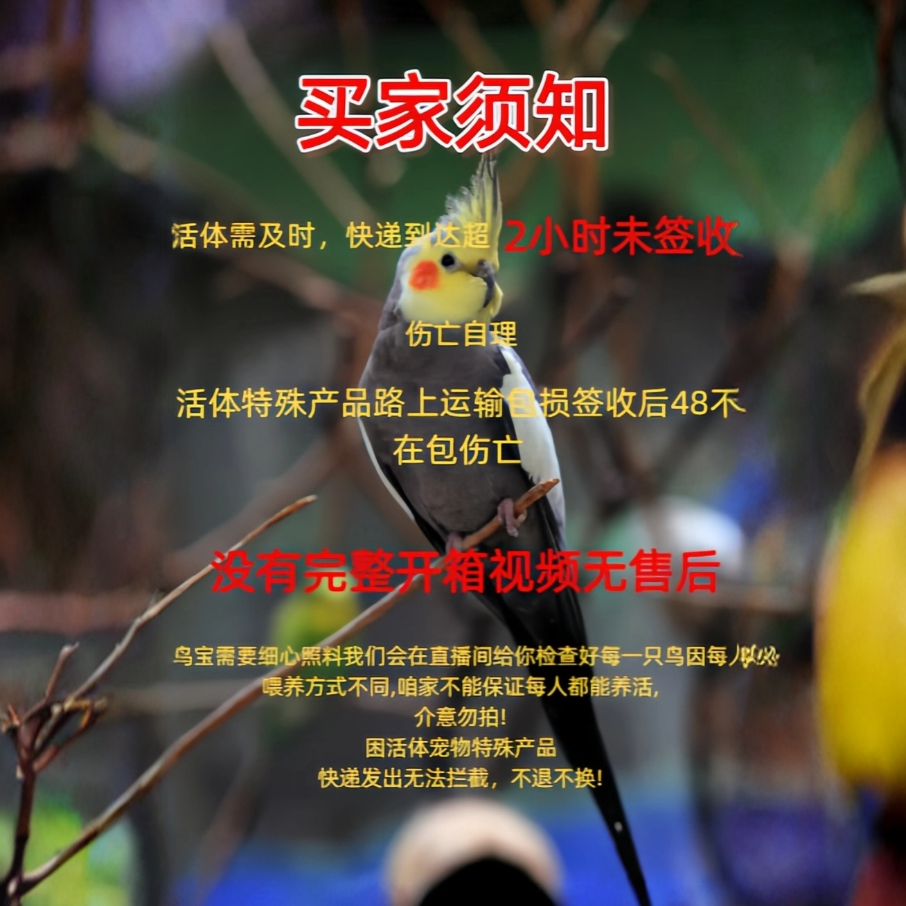 手养玄凤鹦鹉活体可学说话可繁殖的宠物鸟