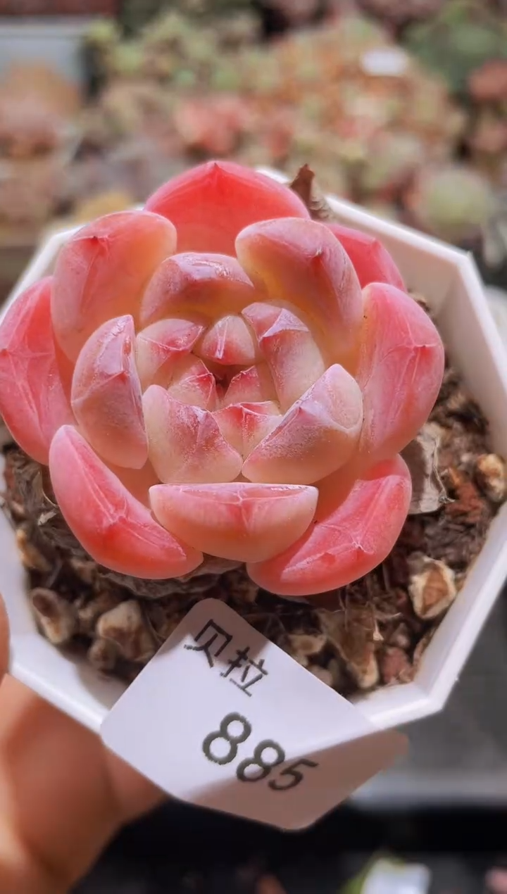 【闪购商品】885七彩琥珀