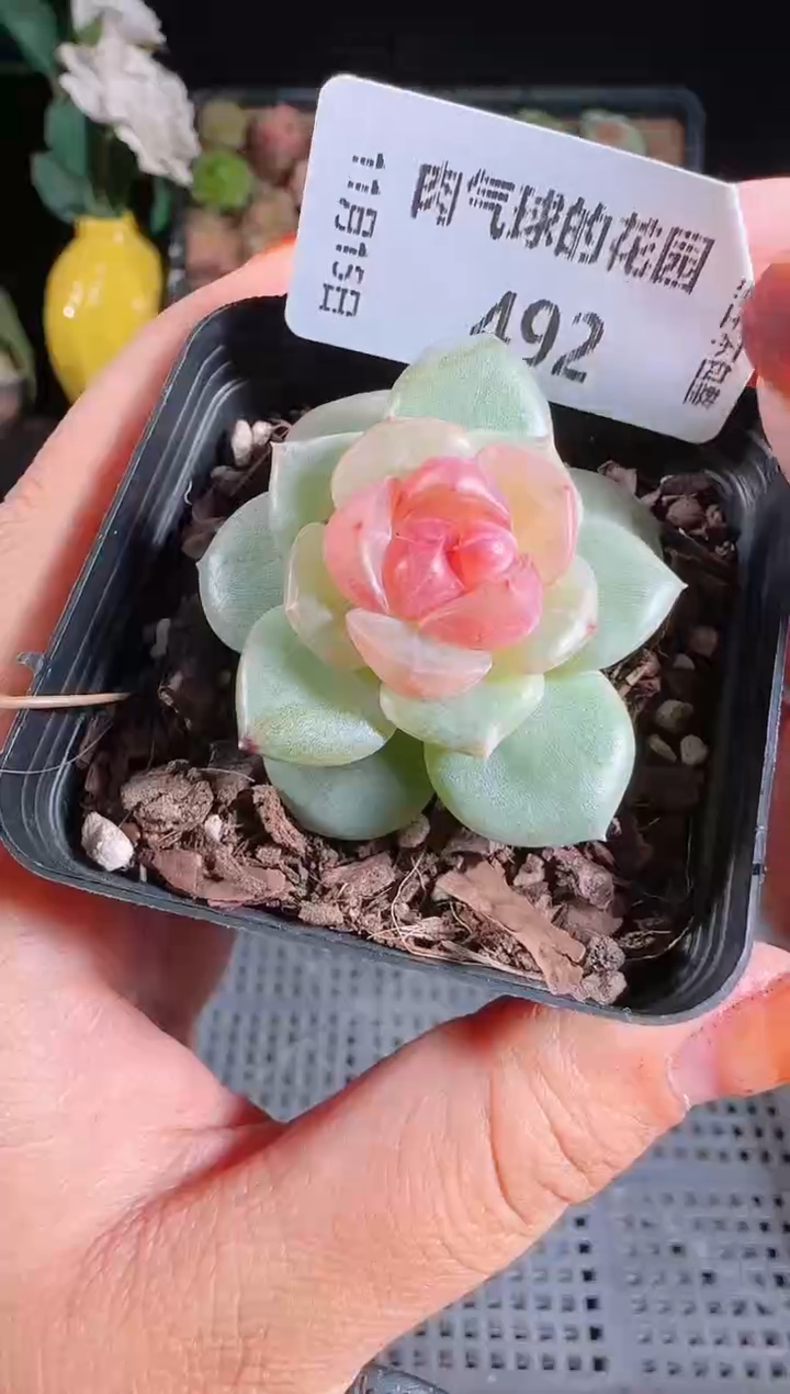 1115-492bl-4群生不包整