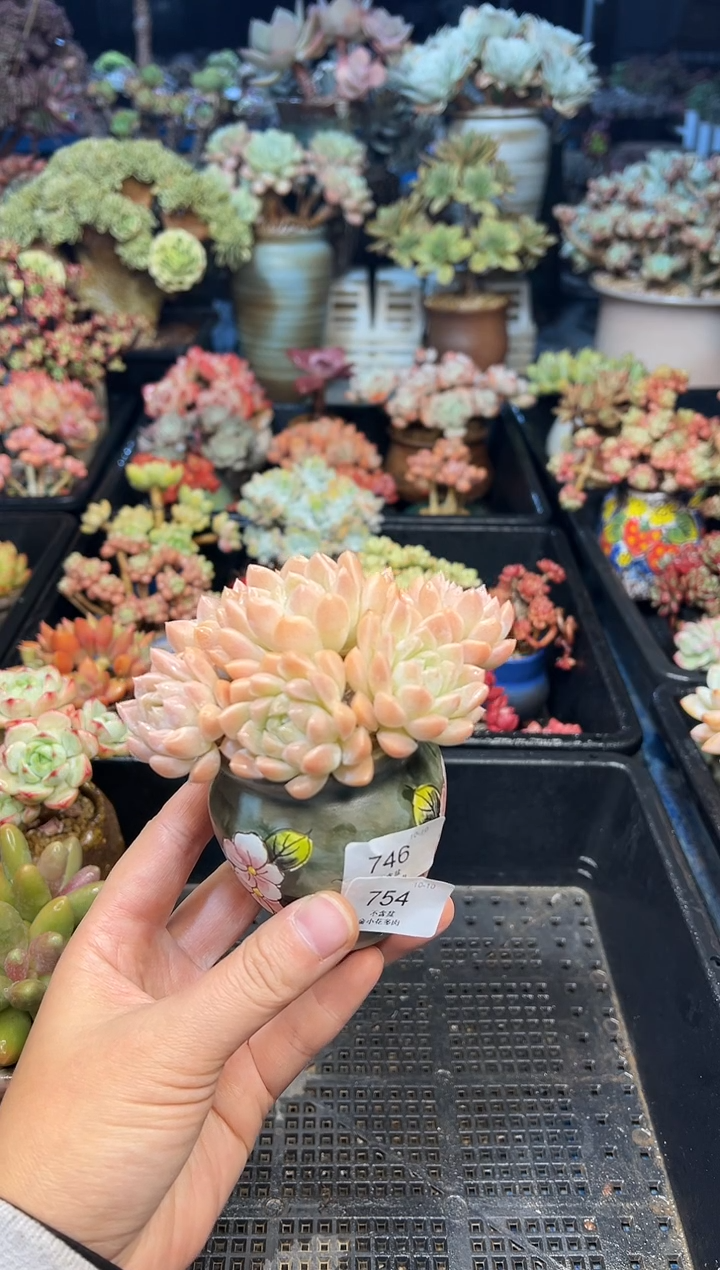 A****郭754            花盆