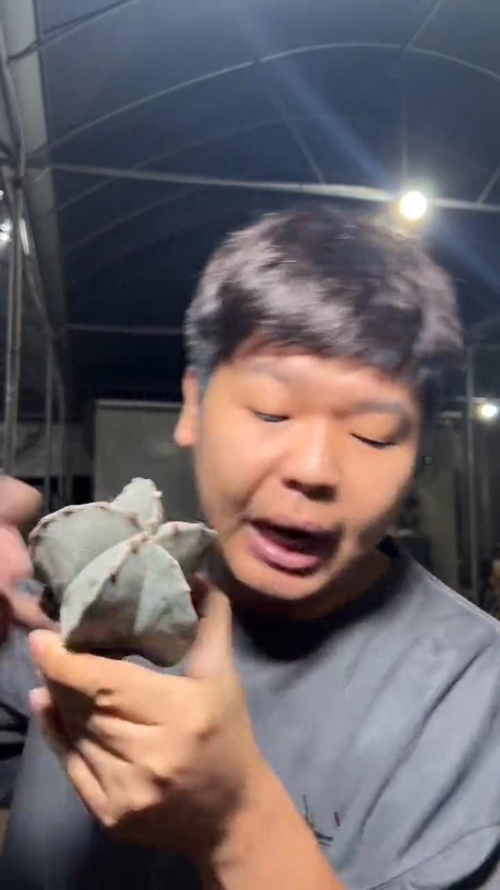 实生根 大号 鸾凤玉 7-10cm