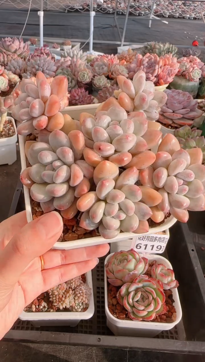 【闪购商品】6122.