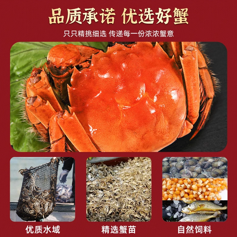 活蟹精品大闸蟹公蟹5两 - 4.两母蟹冷链包邮10只