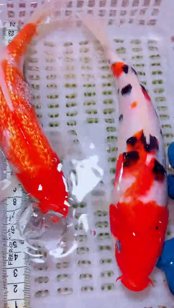 锦鲤血统锦鲤全场包邮32