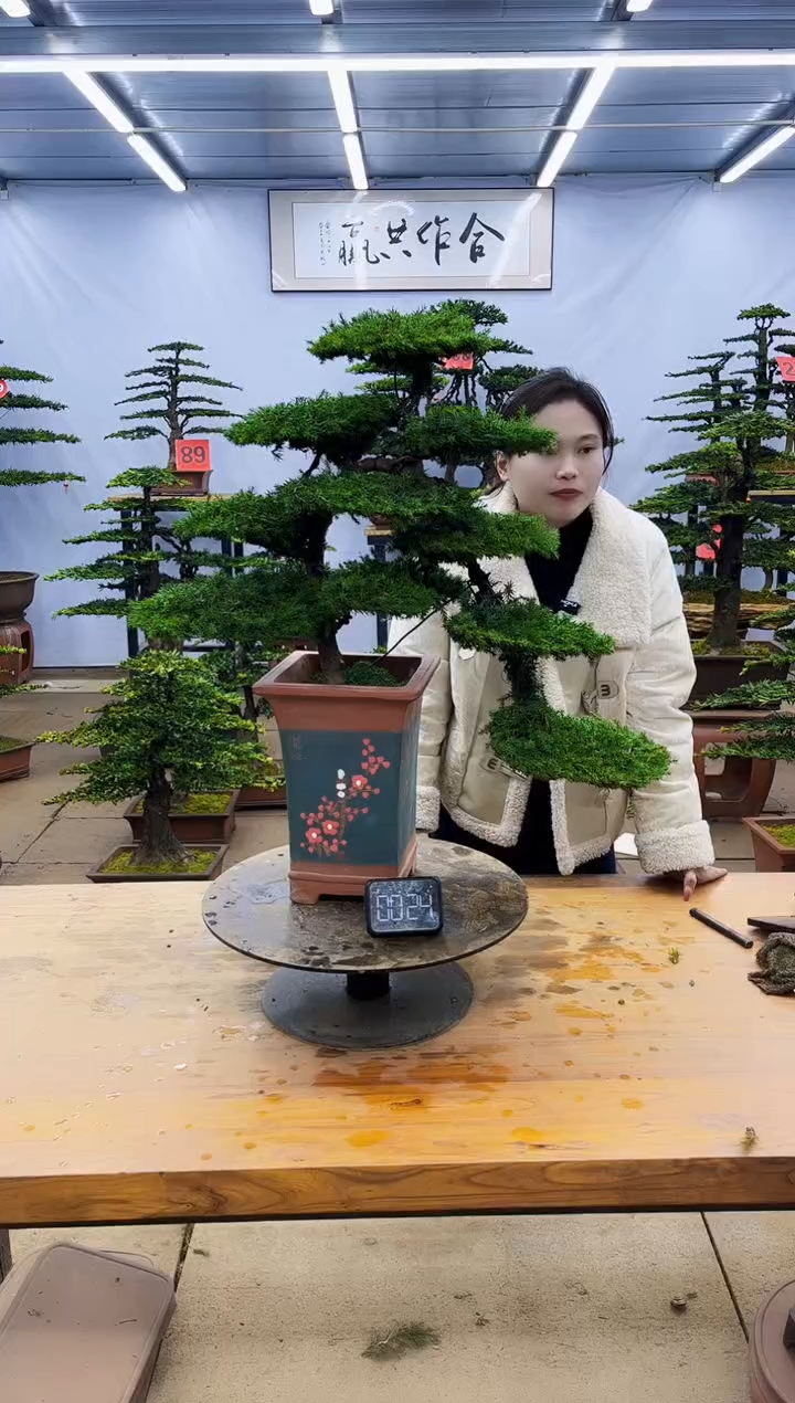 【闪购商品】高端盆景一物一拍，所见即所得