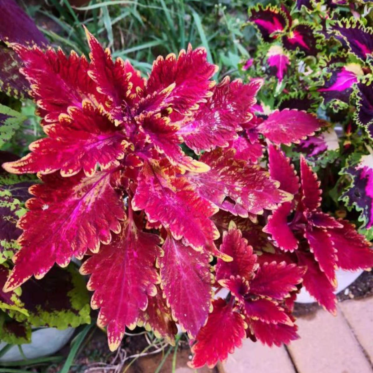 金边彩叶草（各种花色）