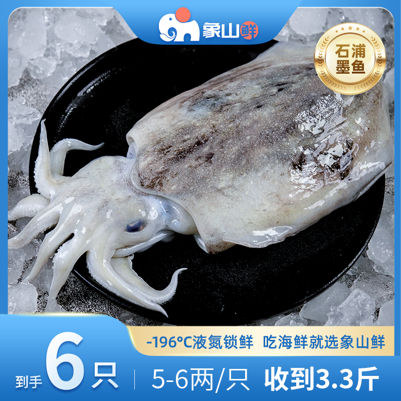 象山鲜东海野生海捕大墨鱼液氮锁鲜5-6两石浦码头直发包邮到手6只