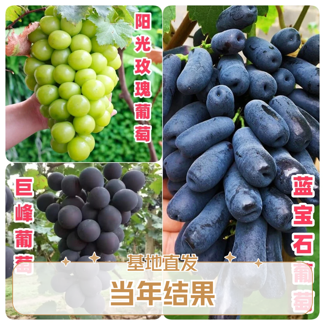 阳光玫瑰巨峰蓝宝石树苗盆栽果树苗南北方种植葡萄苗