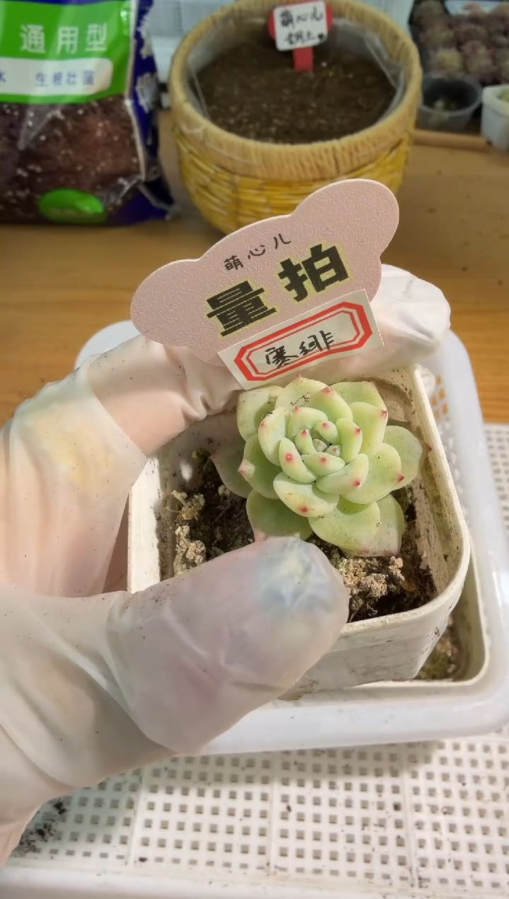 寒绯 五方一盆 单双混 量拍混发