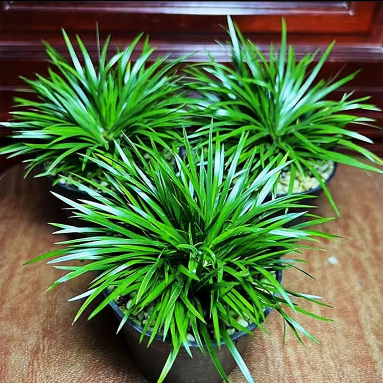 金钱菖蒲虎须姬微型盆栽水培植物室内绿植盆景