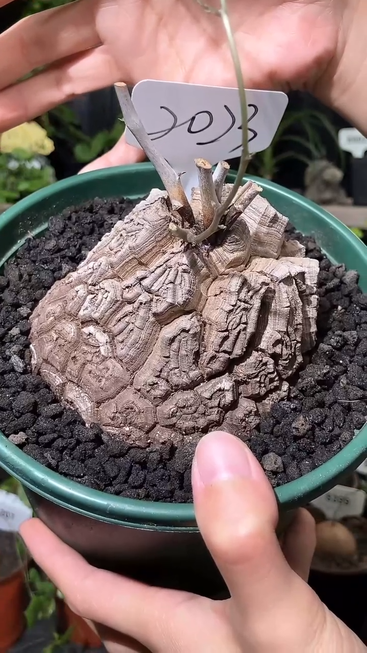 微****”2023号1106福利南非龟甲龙单颗