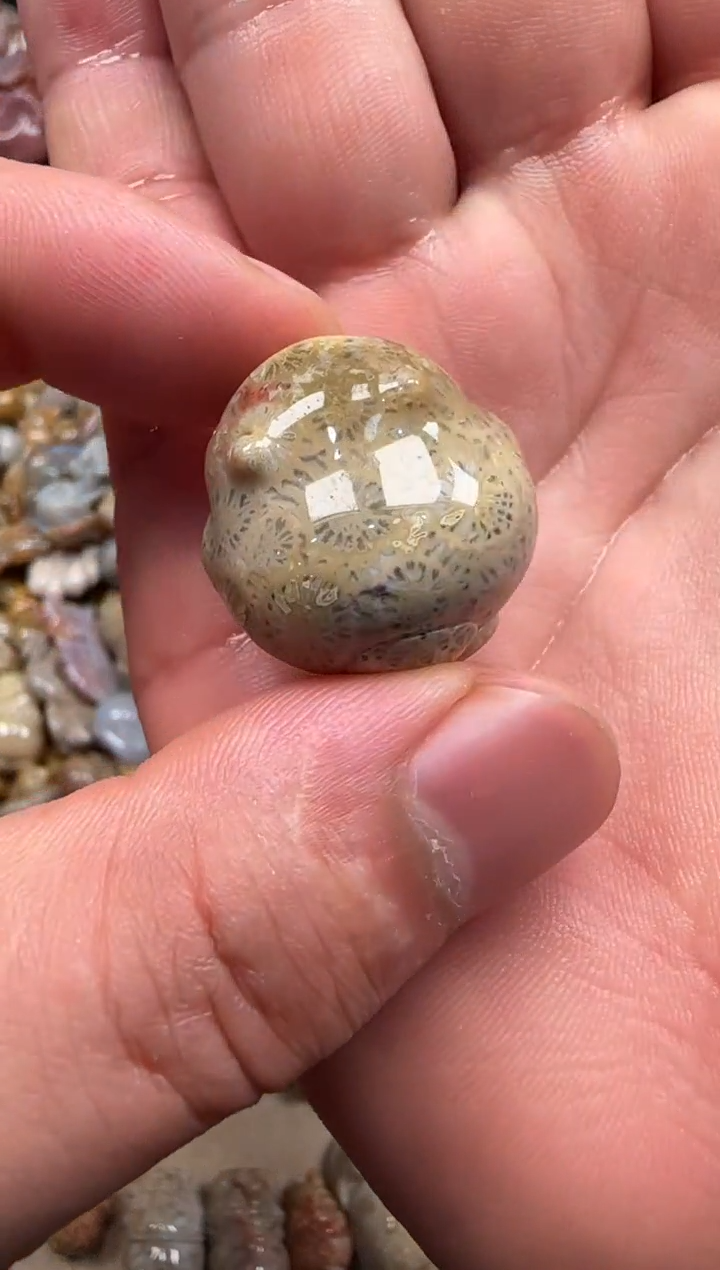 【闪购商品】硅化珊瑚（珊瑚玉）颈饰未镶嵌115