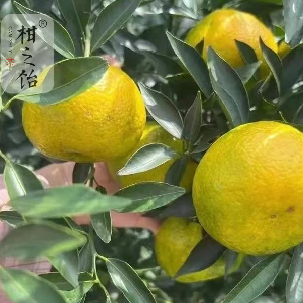 【柑之饴】【5斤中果+3、8年干仓+工艺皮】新会天马茶枝柑圈枝二红2