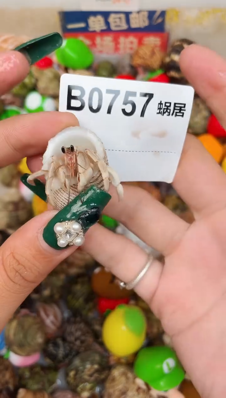 陌派甄选寄居蟹0757