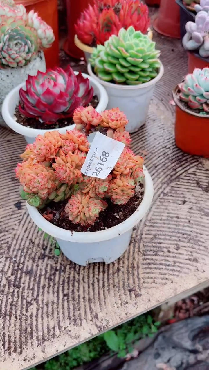 拽*跃跃精品多肉26168