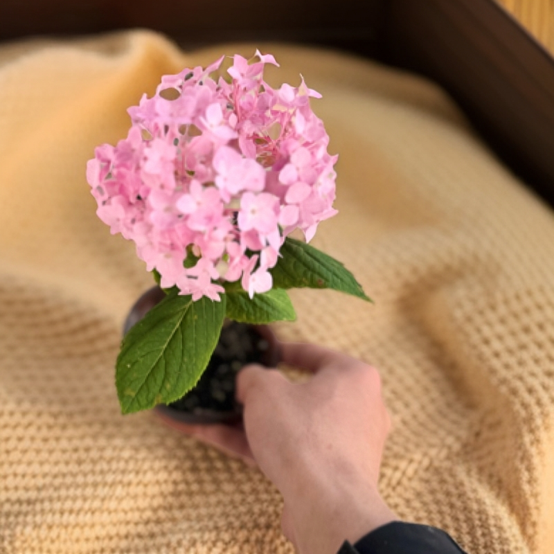 重瓣小苗绣球花卉盆栽耐热耐寒易养护适合阳台庭院种植