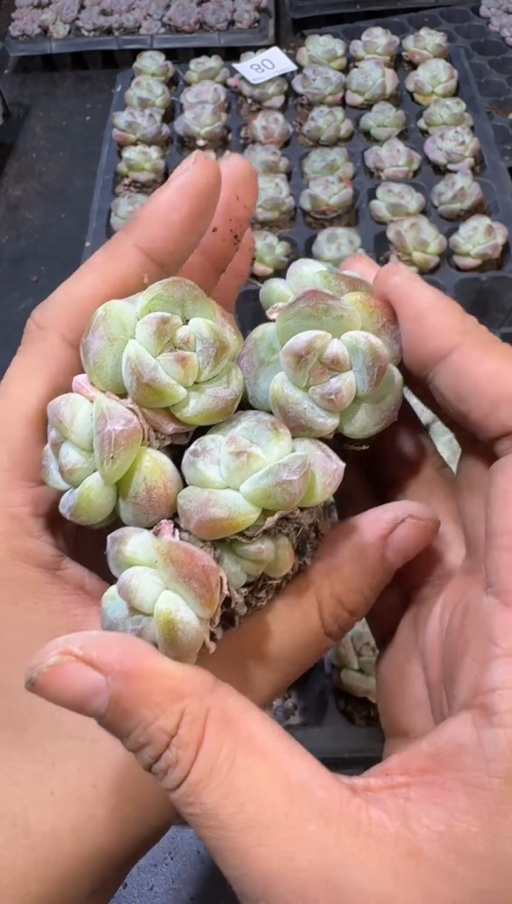 09号冰玉到手（3）棵