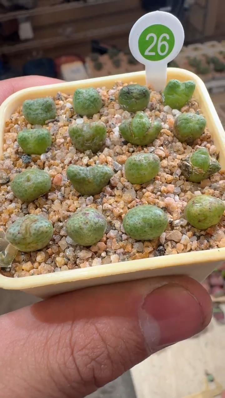 83多肉植物肉锥麋鹿角斑马一颗