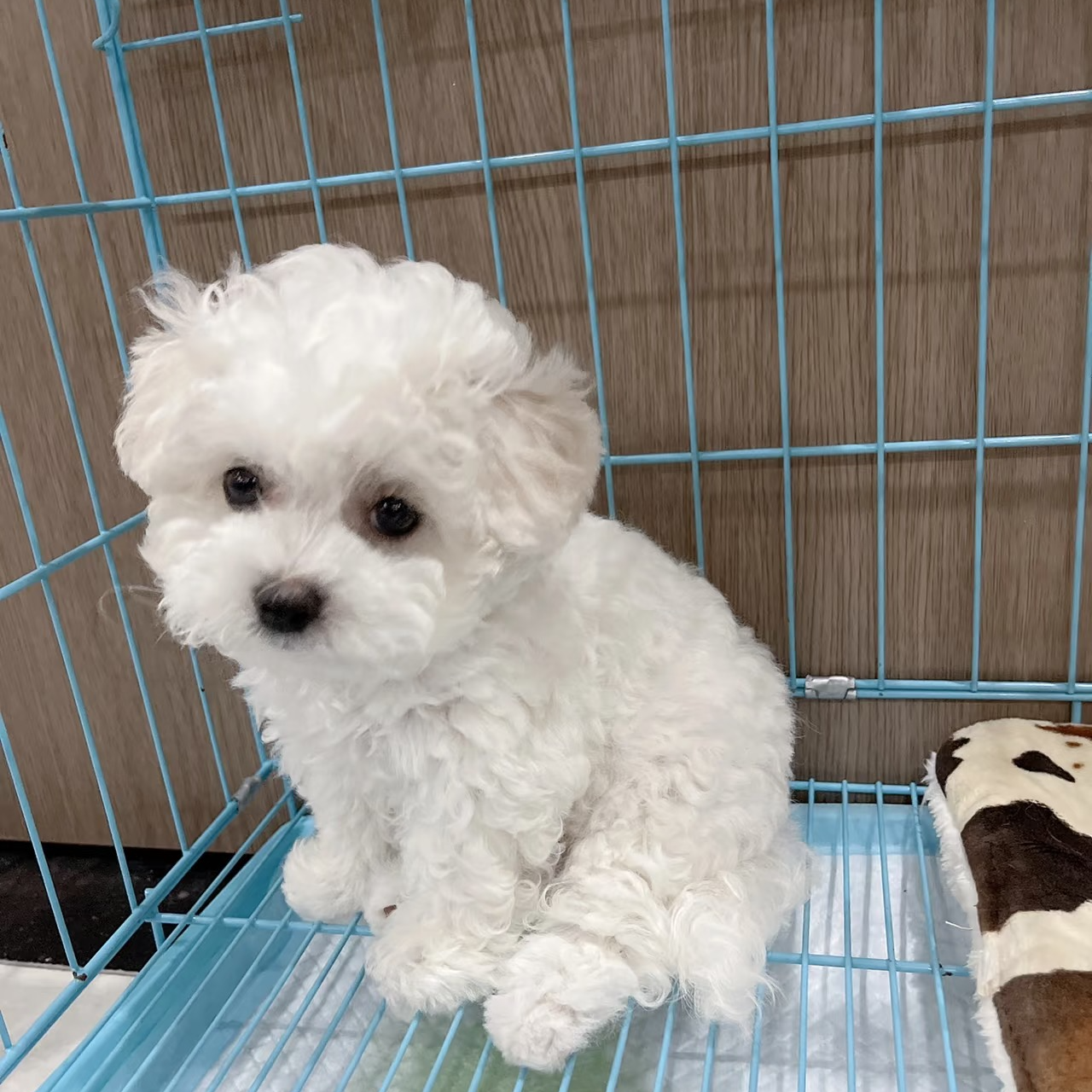 精品比熊泰迪活体小型宠物犬