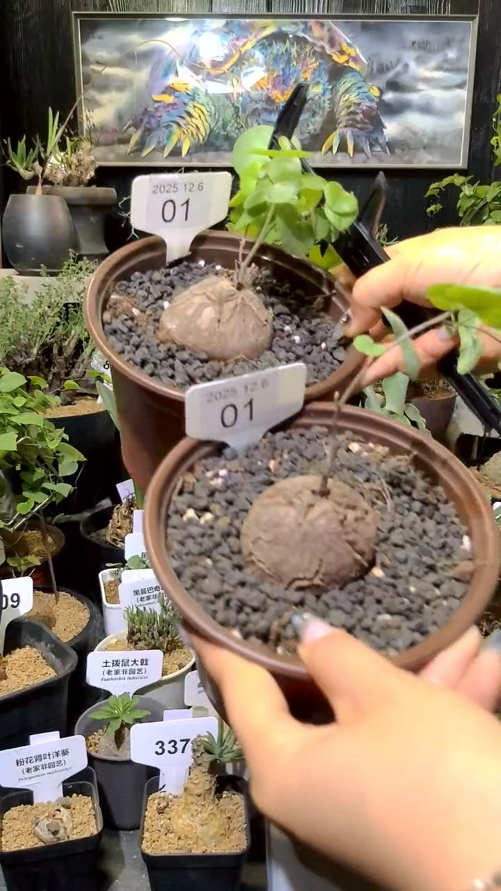 1号1206福利南非龟甲龙买一送一