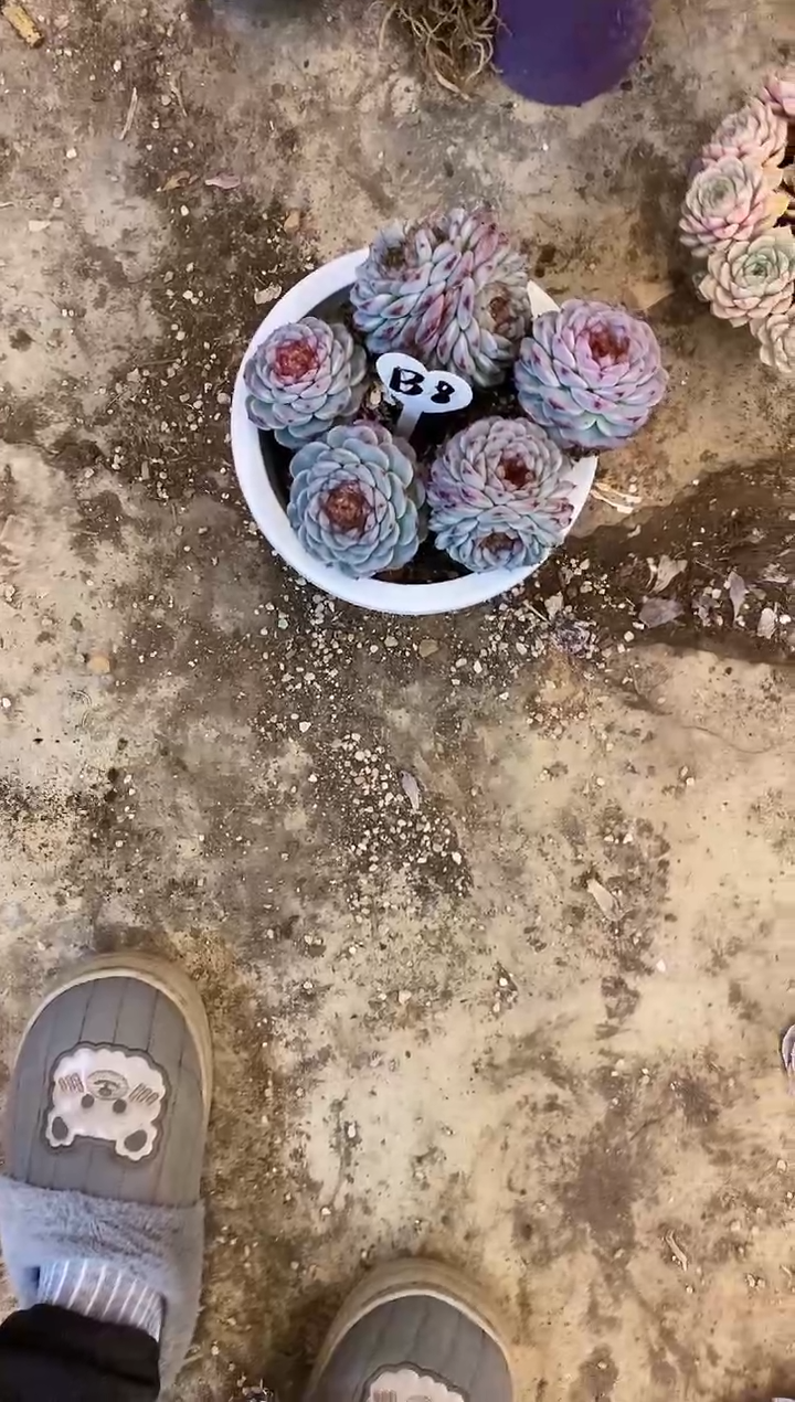 天***京         B8号天鹅绒（带土球）￥35