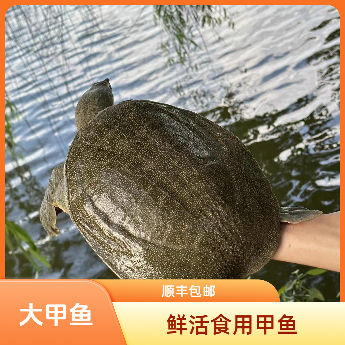 1只装大甲鱼2.5~3斤鲜活食用青背甲鱼水鱼公母随机包邮包活到家