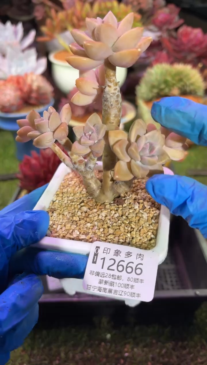 【闪购商品】12666