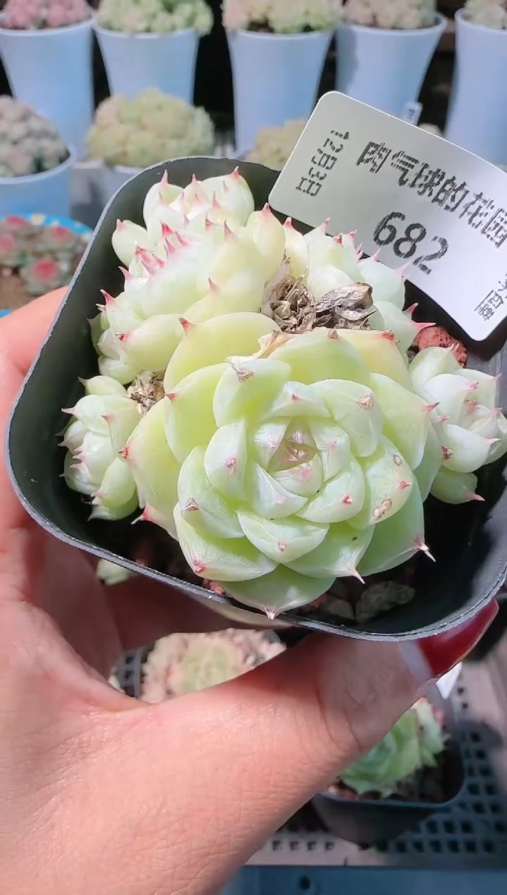 1203-682多肉群生不包整