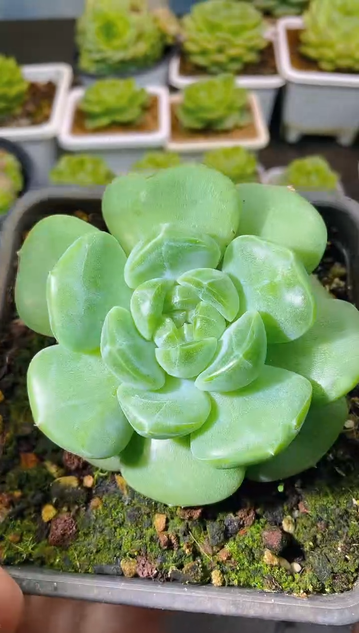 119新珍妮一物一拍