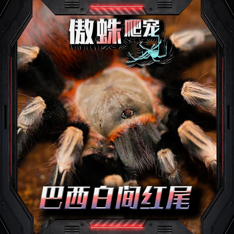 巴西白间红尾蜘蛛漂亮可上手适合新手温顺宠物稀有收藏简单