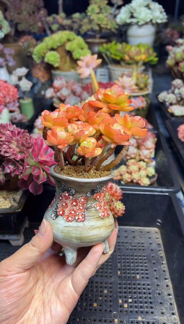 岁**痕179                    带盆