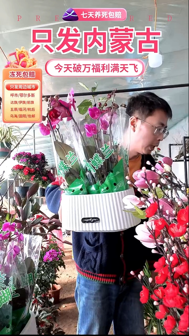 完全开放紫色蝴蝶兰送盆