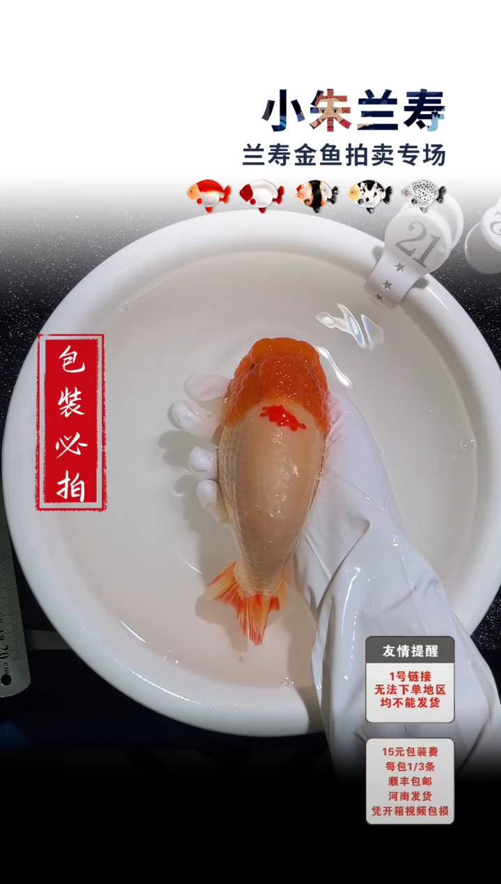 金鱼包装必拍未拍顺丰到付21号