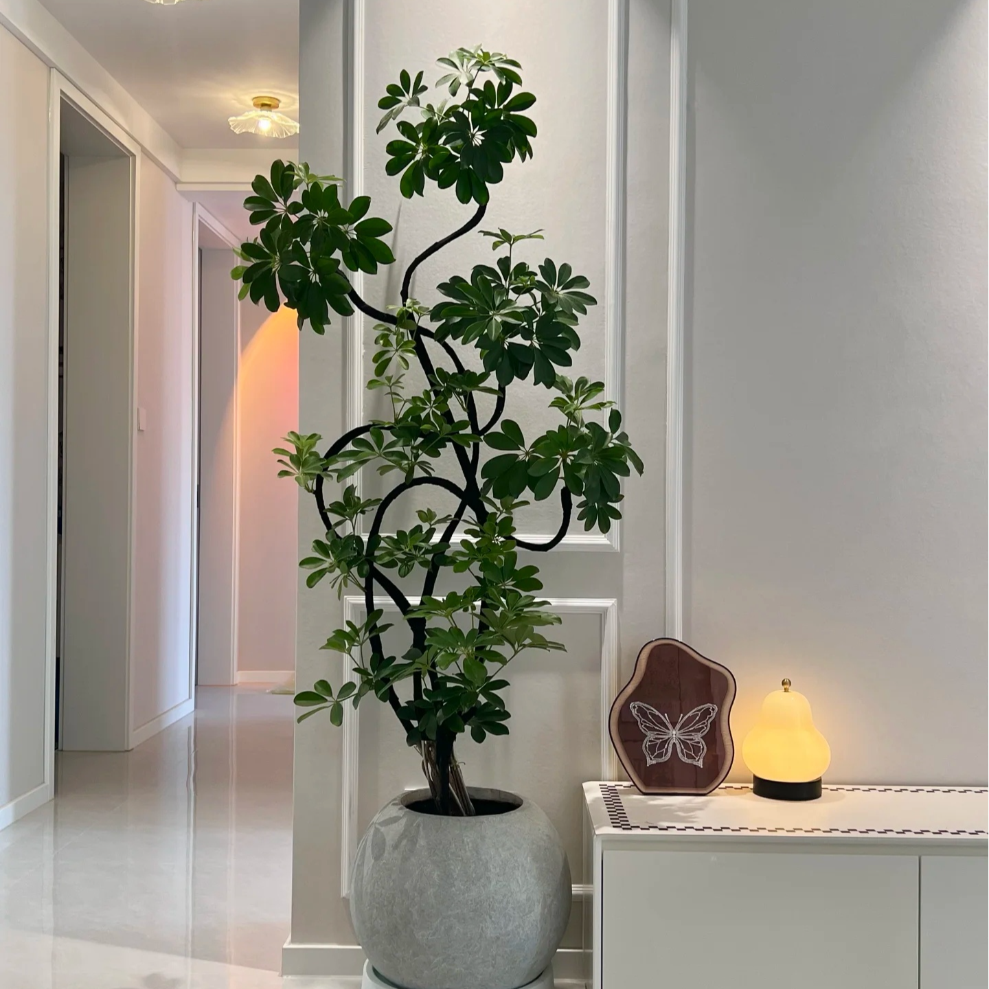 基地直发鸭脚木盆栽 八方来财树 四季常青办公室客厅净化空气百搭