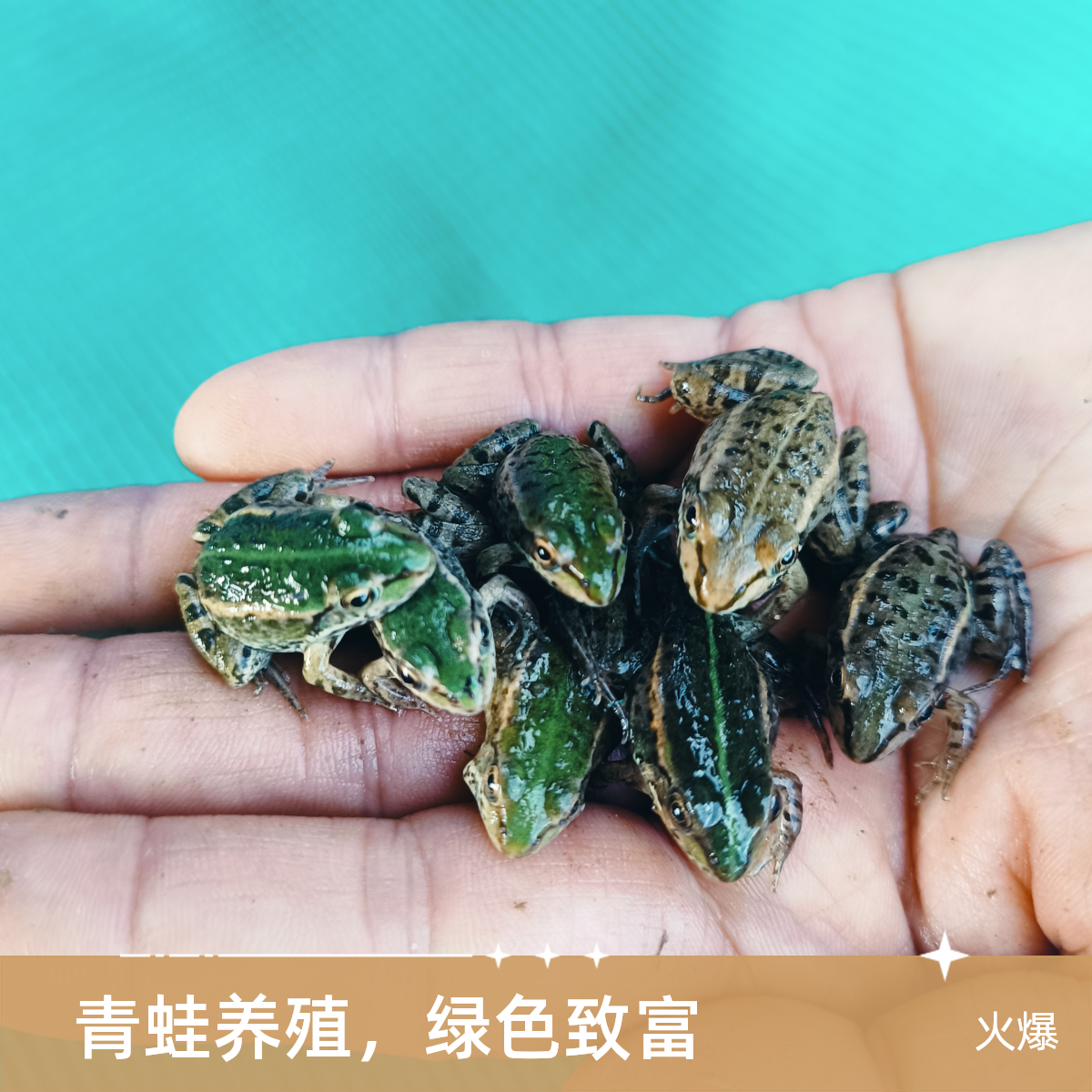 鲜活稻田小青蛙小田鸡稻田蛙田鸡新鲜食肉动物雷龙鱼黑鱼饵料