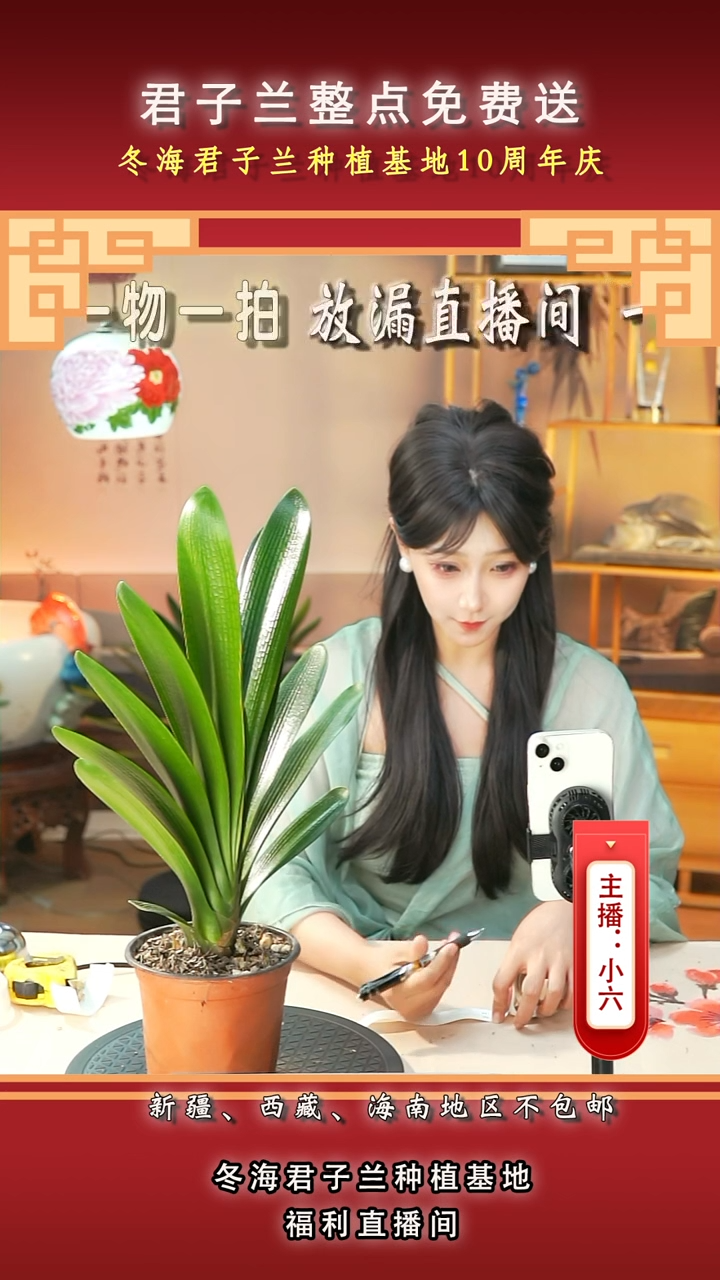 当前无花朵，栽培后可花朵充****忆君子兰