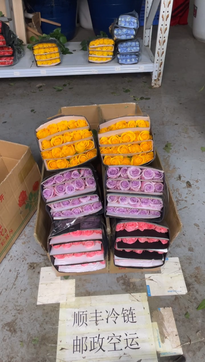 契机20枝+戴安娜20枝+海洋之歌20枝