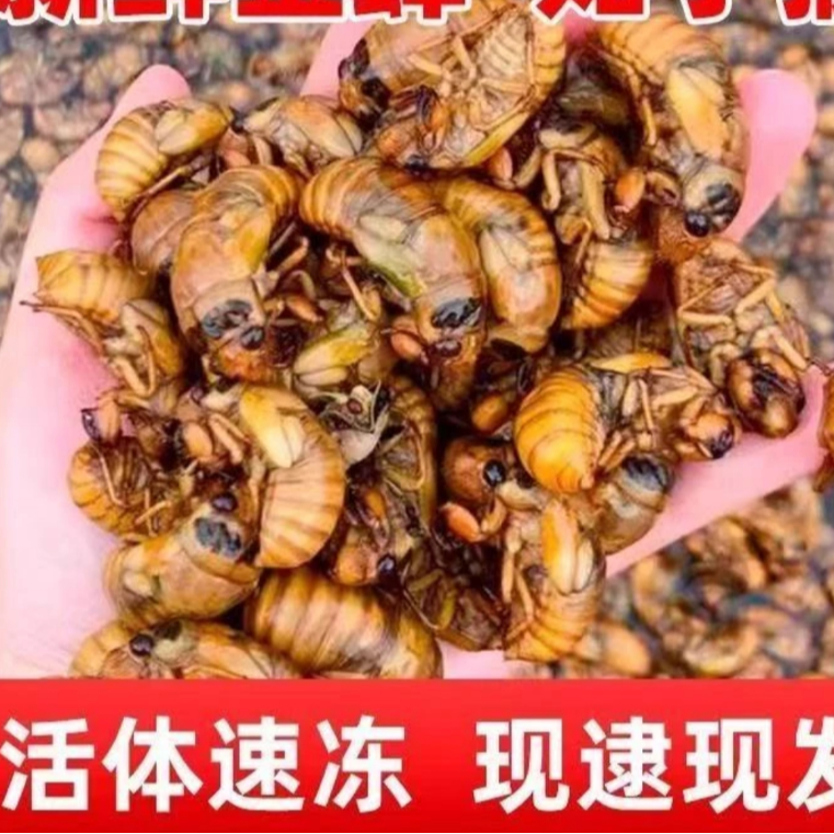 【A顺丰次日达】新鲜当季金禅知了 姐猴 爬叉速冻冷链发货